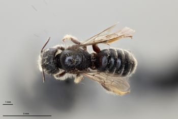 Media type: image;   Entomology 793256 Aspect: habitus dorsal view